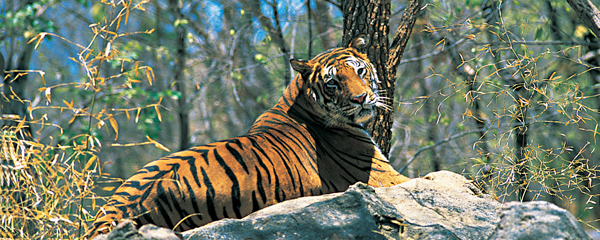 Aralam Wild life Sanctuary-Das Residency